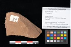 Foto (Objekt + Etikett) von Poacites ? sp. (NHMW-GEO-2024-0188-0385)
